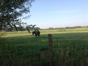 image1 (1)